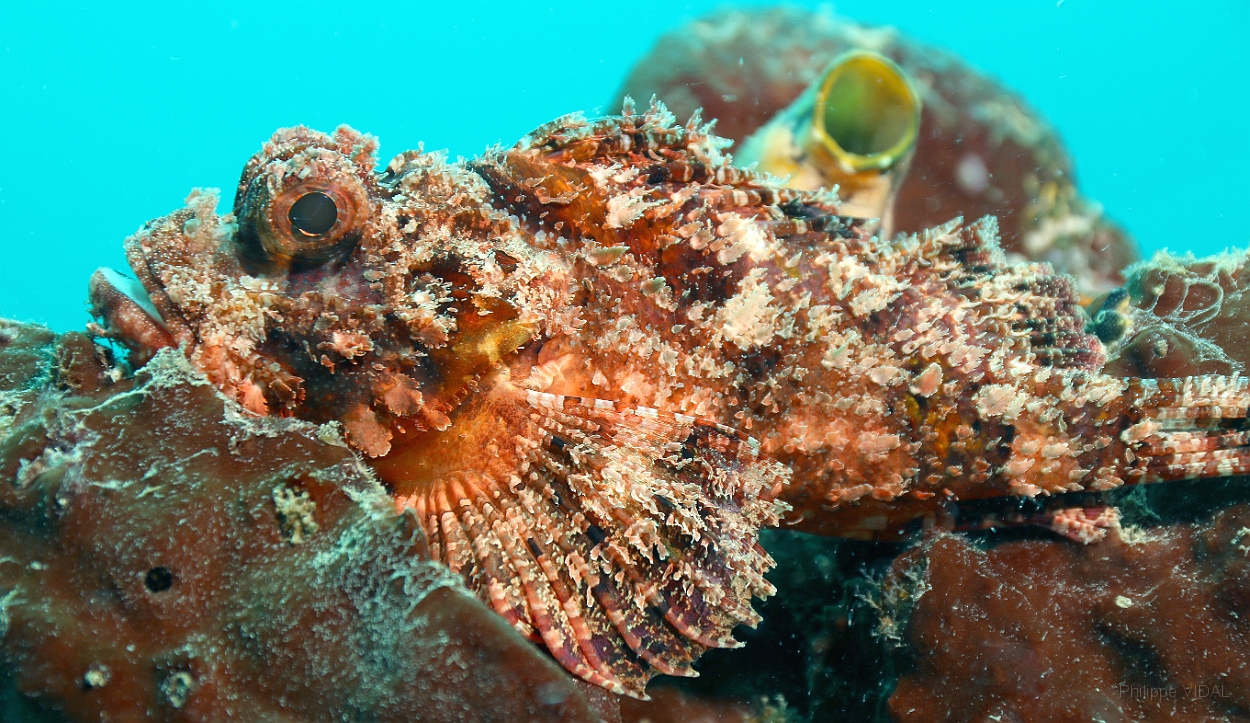 Sipadan_2015_Poisson scorpion a guenilles_Scorpaenopsis venosa_IMG_2528_rc.jpg